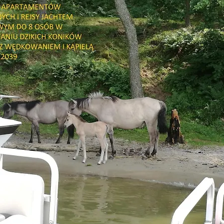 Nowe *